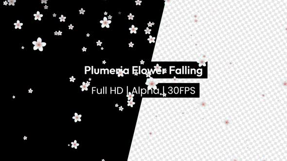 Plumeria Frangipani Flower Falling with Alpha