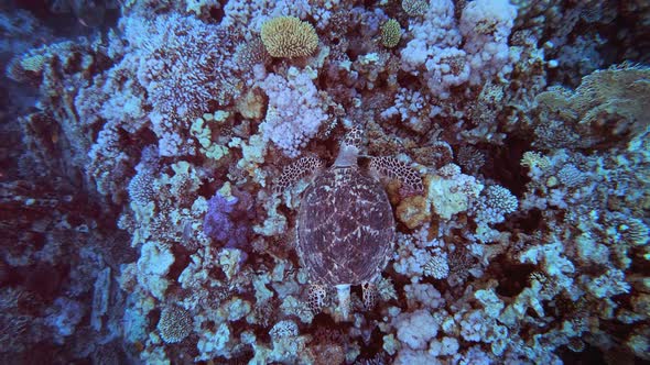 Underwater Sea Turtle