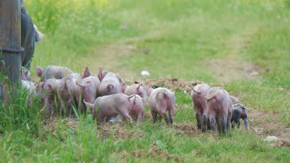 Piglets Run After Pig Breeding Sow Sniff Grass