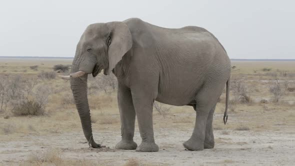 big african elephants on Etosha national park