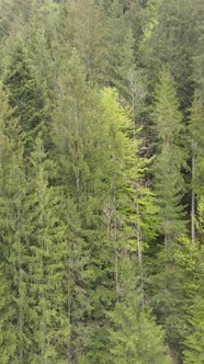 Aerial View of Trees in the Forest