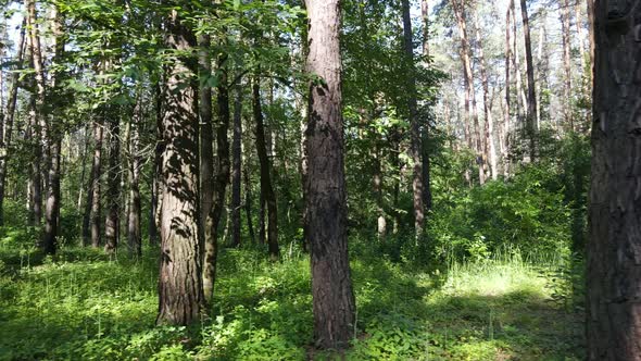 Beautiful Green Forest on a Summer Day Slow Motion