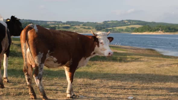 Cattle By Lake