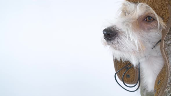 Head portrait of a Jack Russell Terrier in a pilot's suit