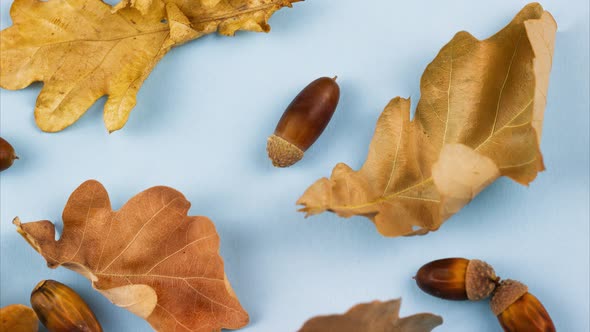 Dry Beautiful Autumn Oak Leaves with Acorns Lay on a Pastel Blue Background Closeup Slow Panning