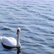 White Swan Swimming on Lake. Closeup beautiful bird Swimming on Water at Pond - VideoHive Item for Sale