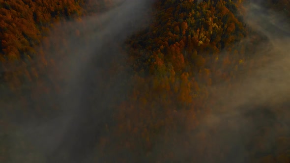 Aerial Drone View Flight Over Red Autumn Tree Forest on Hill Slopes in Sunrise Soft Light