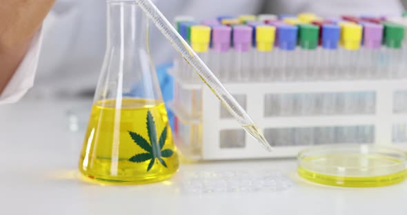 Scientist in Laboratory Conducts Experiments with Marijuana Oil