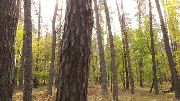 Autumn Forest Landscape with Trees By Day