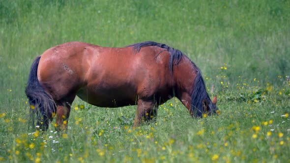 Pretty brown horse grazing on green grass field during sunny day in nature,close up