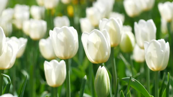 White tulips close-up