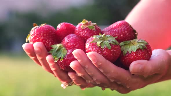 Washed Ripe Red Strawberries in the Hands of a Farmer