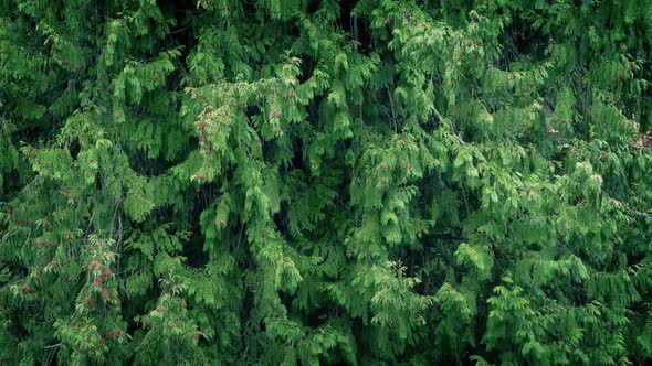 Forest Trees in Heavy Rain