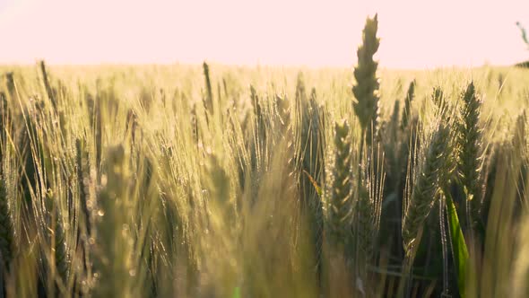 Wheat field blow in the wind. Golden wheat field slow motion shot. Ears of wheat swaying in the wind