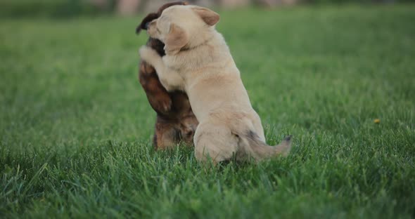 Playful Dogs Battle Slow Motion