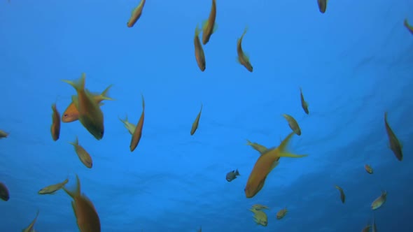 Blue Background Water Orange Fish