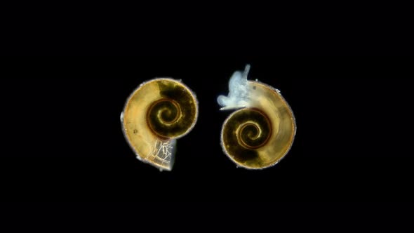 Marine Snail Under Microscope Class Gastropoda Type Mollusca Has a Spiral Shell