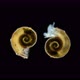 Marine Snail Under Microscope Class Gastropoda Type Mollusca Has a Spiral Shell - VideoHive Item for Sale