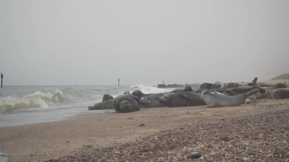 herd of sea seals resting and socializing in the beach shore of norfolk england uk