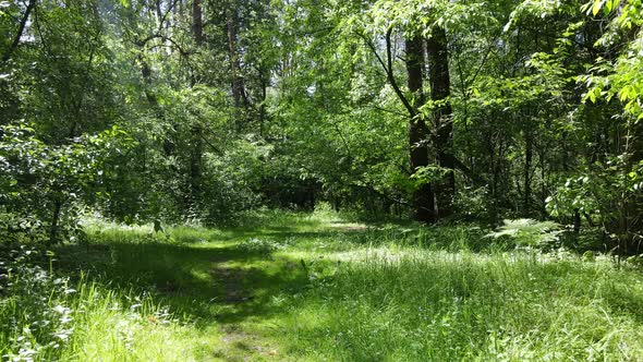 Beautiful Green Forest on a Summer Day Slow Motion