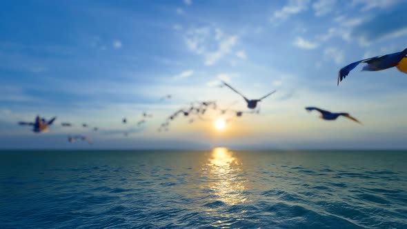 A Flock Of Seagulls Flew Towards The Sun