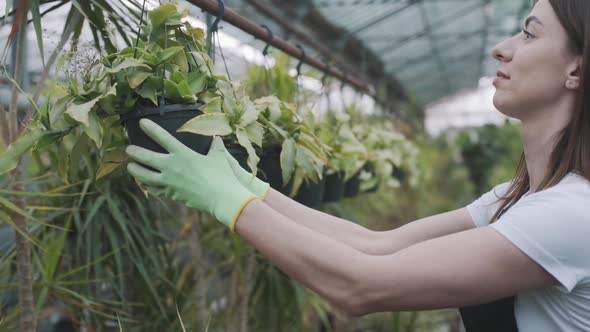 girl hangs a flowerpot with young seedlings in a greenhouse. Slow motion shot