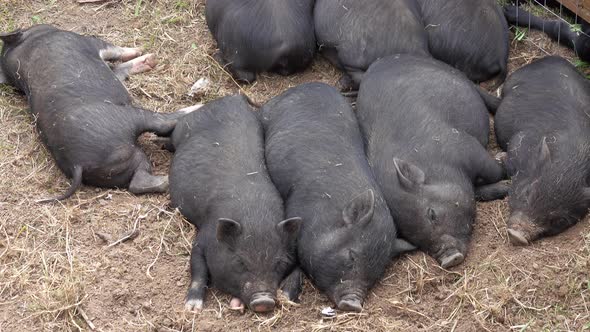 Sleeping Black Little Fun Piglets