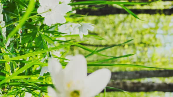 A Close Up View of White Snowdrops in the First Days of Spring in a Natural Park in Sunny Weather