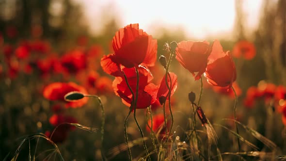 Poppy Field