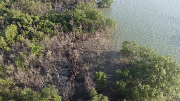 Aerial view dry bare tree mangrove