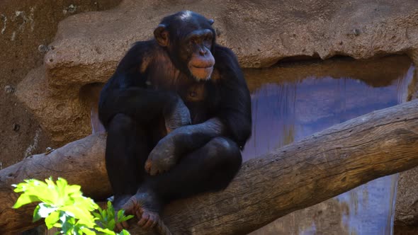A chimpanzee sitting on a tree