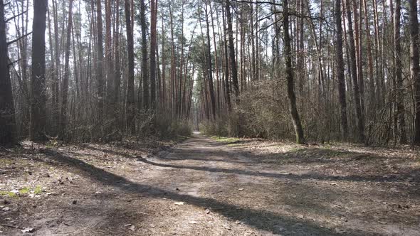 Road in the Forest During the Day Slow Motion