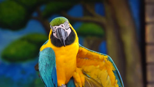 Blue and yellow macaw