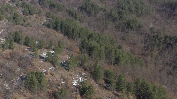 Forest of coniferous trees over the hill 4K drone video