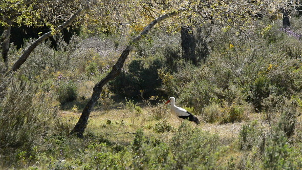 Stork in Preserve