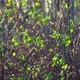 Young green sparse leaves swaying in the wind on bare bushes in the middle of snowless winter - VideoHive Item for Sale