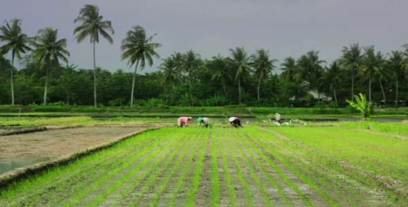 Agriculture Workers On Rice Field In Bali 2