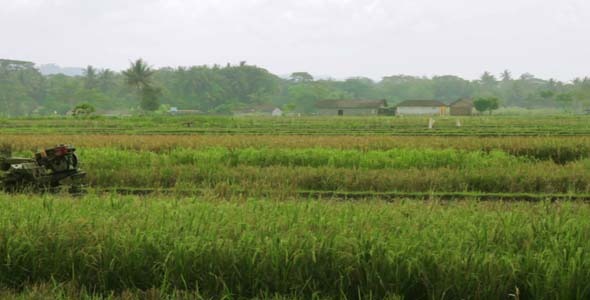 Agriculture Workers On Rice Field In Bali 5