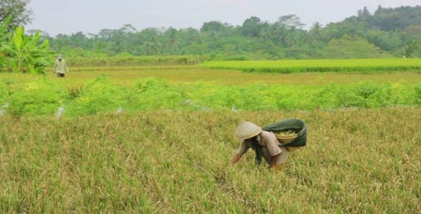 Agriculture Workers On Rice Field In Bali 6