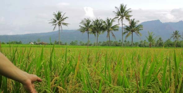 Beautifful Rice Fields In Bali 2