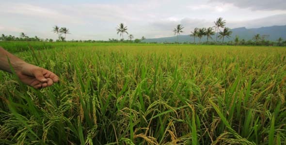 Beautifful Rice Fields In Bali 4