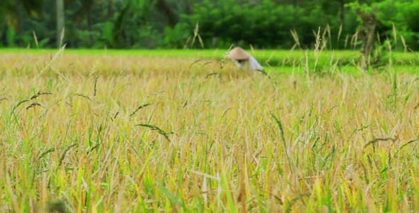 Agriculture Workers On Rice Field In Bali 14