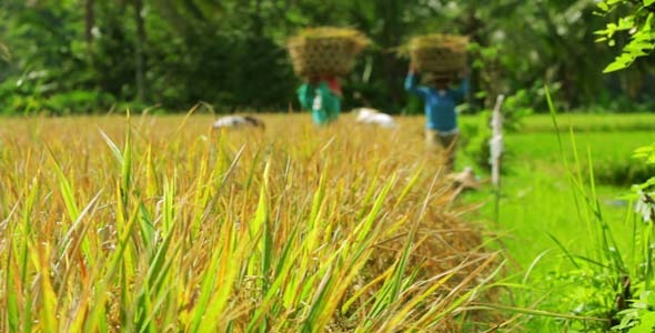 Agriculture Workers On Rice Field In Bali 17