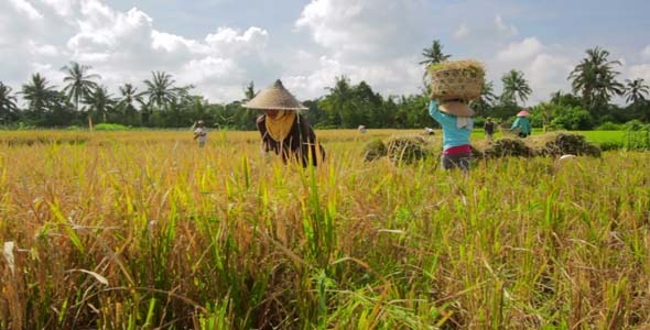 Agriculture Workers On Rice Field In Bali 22