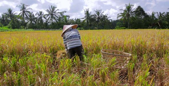Agriculture Workers On Rice Field In Bali 23