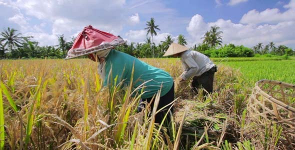 Agriculture Workers On Rice Field In Bali 24