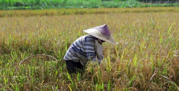 Agriculture Workers On Rice Field In Bali 26