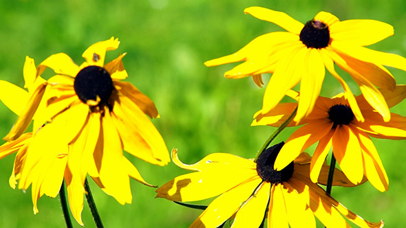 Yellow Camomile (Doronicum) Flowers