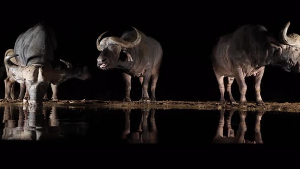 Gang of Cape Buffalo reflect in black African drinking pond at night