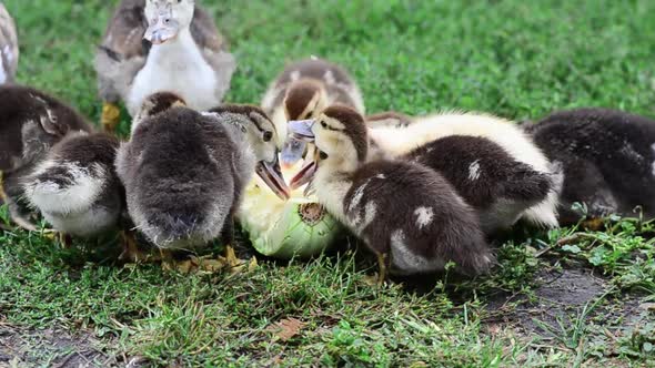 Group of Ducks